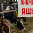 Внимание: угроза ящура!. - Администрация г. Ессентуки