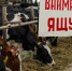 Внимание: угроза ящура!. - Администрация г. Ессентуки